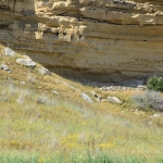 petromata_2