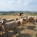ktinotrofeia_2