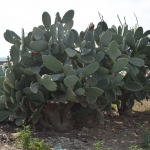 fysiko_perivalon_3